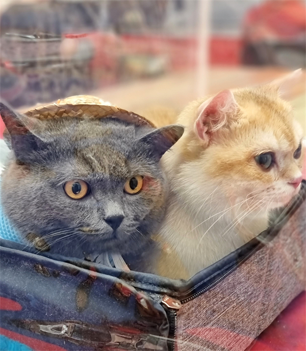 GA�ƽ�׹���-׷�󿵽�,����һ������