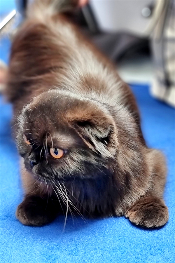 GA�ƽ�׹���-׷�󿵽�,����һ������