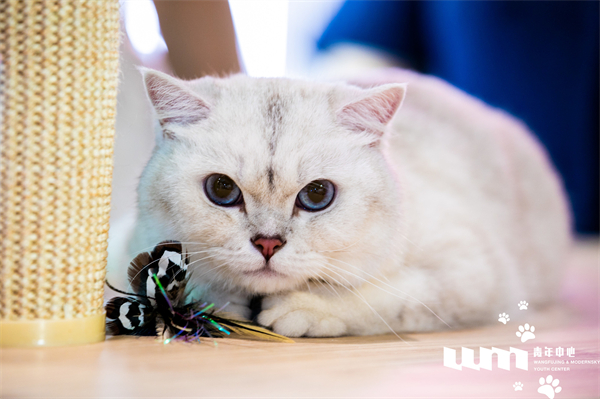 GA�ƽ�׹���-׷�󿵽�,����һ������