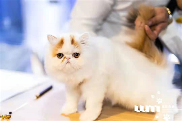 GA�ƽ�׹���-׷�󿵽�,����һ������