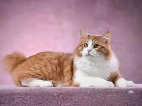 GA�ƽ�׹���-׷�󿵽�,����һ������