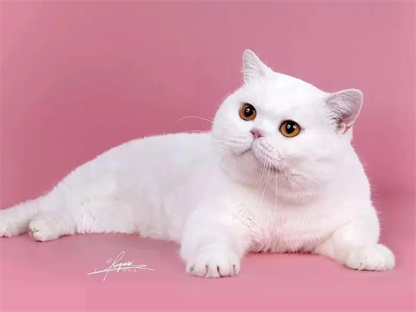 GA�ƽ�׹���-׷�󿵽�,����һ������