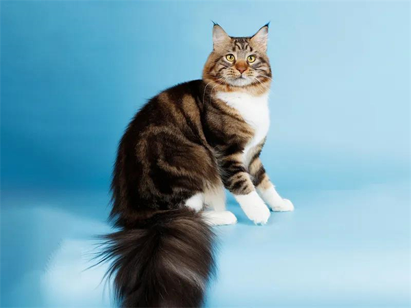 GA�ƽ�׹���-׷�󿵽�,����һ������