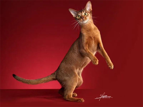 GA�ƽ�׹���-׷�󿵽�,����һ������