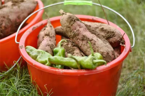 GA�ƽ�׹���-׷�󿵽�,����һ������